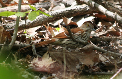 Brown Thrasher (Toxostoma rufum) Prospect Park, Brooklyn NYC.JPG