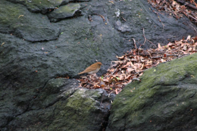 Veery (Catharus fuscescens) Central Park NYC