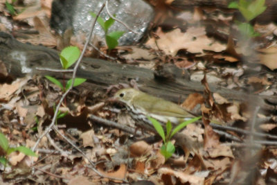Ovenbird (Seiurus aurocapilla) Central Park NYC