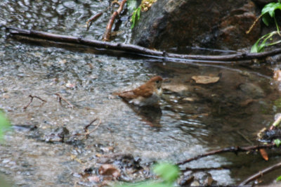 Veery (Catharus fuscescens) Central Park NYC.JPG