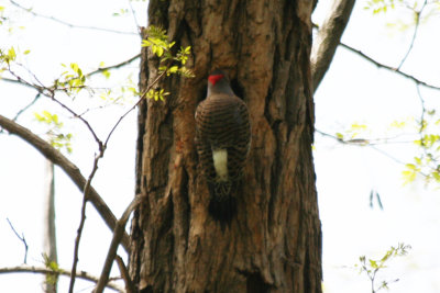 Northern Flicker (Colaptes auratus) Central Park NYC