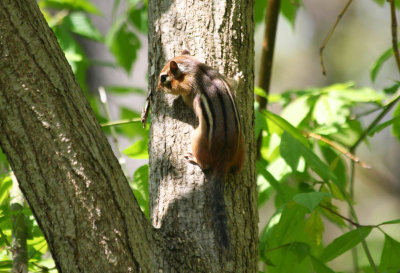 Eastern Chipmunk (Tamias striatus) Prospect Park, Brooklyn NYC