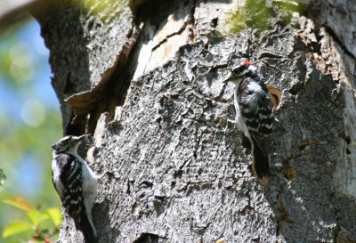 Downy Woodpecker (Picoides pubescens) Prospect Park, Brooklyn NYC.JPG