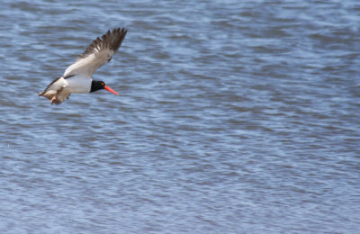 American Oystercatcher (Haematopus palliatus) Jamaica Bay Wildlife Refuge NYC.JPG