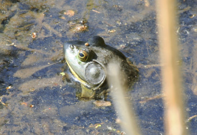 North American Bullfrog (Lithobates catesbeianus) Staten Island