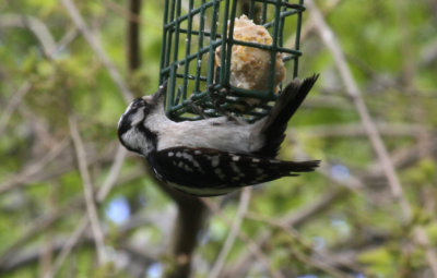 Downy Woodpecker (Picoides pubescens) Central Park NYC
