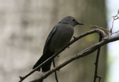 Grey Catbird - Dumetella carolinensis) Central Park, NYC.JPG