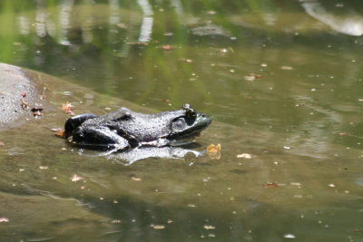 North American Bullfrog (Lithobates catesbeianus) Brooklyn Botanical Garden