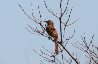 Brown Thrasher (Toxostoma rufum) Jamaica Bay Wildlife Refuge NYC.JPG