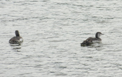 Red-throated Loon (Gavia stellata) Manhattan NYC