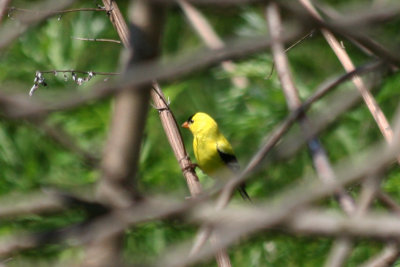 American Goldfinch (Carduelis tristis) Prospect Park, Brooklyn NYC.JPG