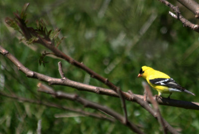 American Goldfinch (Carduelis tristis) Prospect Park, Brooklyn NYC