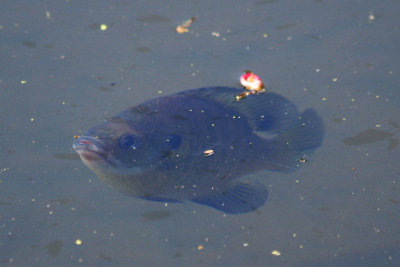 Pumpkinseed Sunfish (Lepomis gibbosus) Prospect Park, Brooklyn NYC