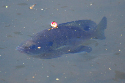 Pumpkinseed Sunfish (Lepomis gibbosus) Prospect Park, Brooklyn NYC