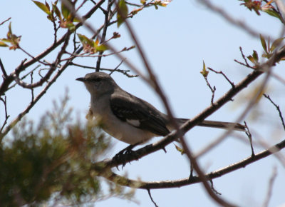 Northern Mockingbird (Mimus polyglottos) Jamaica Bay Wildlife Refuge.jpg