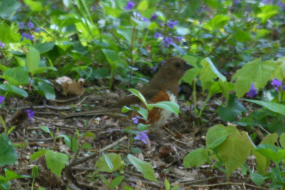 Rufous-sided Towhee (Pipilo erythrophthalmus) female - Greenwood Hill Cemetary, Brooklyn NYC