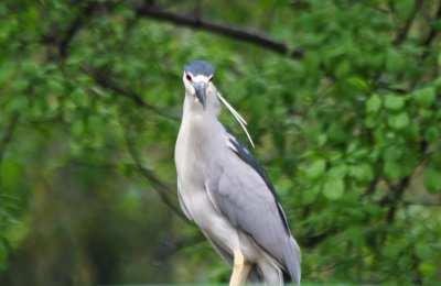 Black-crowned Night Heron 3.JPG