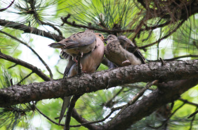 Mourning Dove with young, Central Park NYC