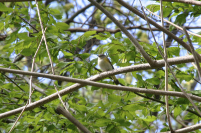 American Redstart (Setophaga ruticilla) female - Central Park NYC