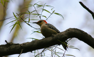 Red-bellied Woodpecker (Melanerpes carolinus) Central Park NYC