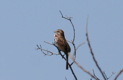 Song Sparrow (Melospiza melodia) Jamaica Bay Wildlife Refuge NYC