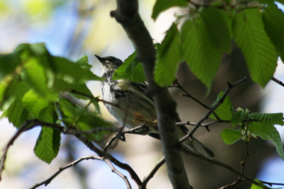 Yellow-rumped or Myrtle Warbler (Setophaga coronata) Prospect Park, Brooklyn NYC