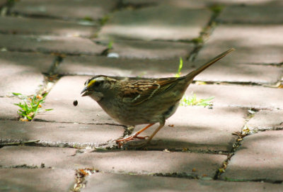 White-throated Sparrow (Zonotrichia albicollis) Prospect Park, Brooklyn NYC