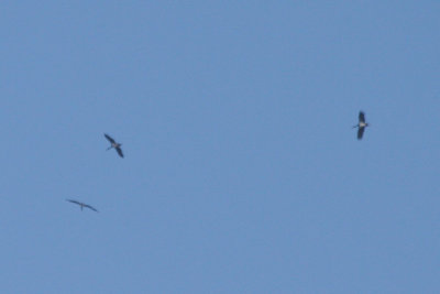 g9/24/1048224/3/152845287.XirEi4FE.jpg