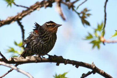 Red-winged Blackbird (Agelaius phoeniceus) Female - Prospect Park, Brooklyn NYC