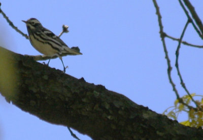 Black-and-white Warbler (Mniotilta varia) Greenwood Hill Cemetary, Brooklyn NYC