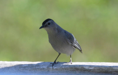 Grey Catbird - Dumetella carolinensis) Jamaica Bay, NYC.JPG