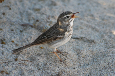 Berthelot's Pipit (Anthus berthelotii)