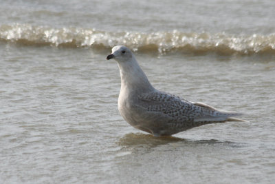 Iceland Gull (Larus glaucoides) Second calendar year- IJmuiden, Strand Zuidpier