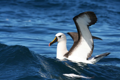 Atlantic Yellow-Nosed Albatross (Thalassarche chlororhynchos)