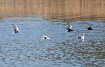 White-winged Tern (Chlidonias leucopterus)