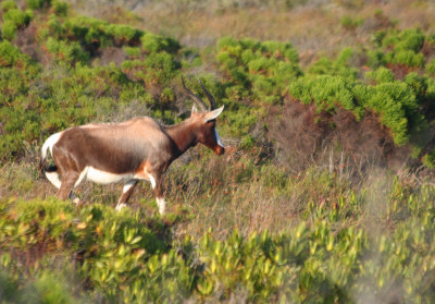 Bontebok (Damaliscus pygargus)