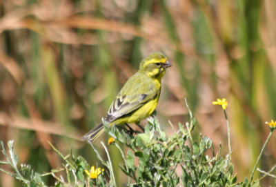 Yellow Canary (Crithagra flaviventris)