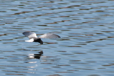 White-winged Tern (Chlidonias leucopterus) Paarl Bird Reserve, Western Cape, South Africa