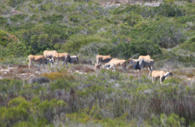 Cape Eland (Tragelaphus oryx oryx) West Coast NP