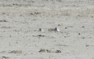 Chestnut-banded Plovers (Charadrius pallidus) Western Cape