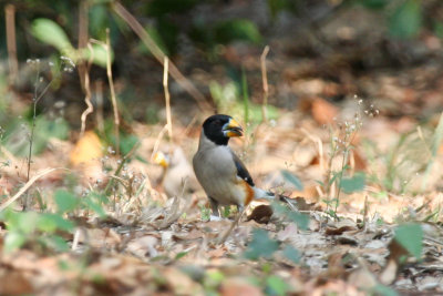 Chinese Grosbeak (Eophona migratoria)