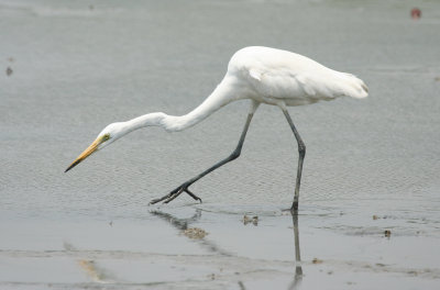 Eastern Great Egret (Ardea alba modesta) Hong Kong, Mai Po Nature Reserve