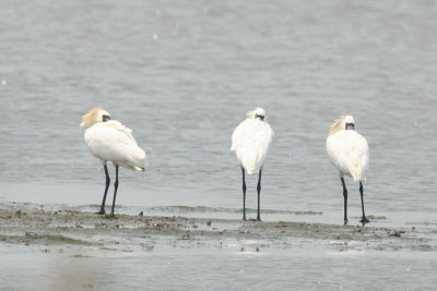 Black-faced Spoonbill (Platalea minor)