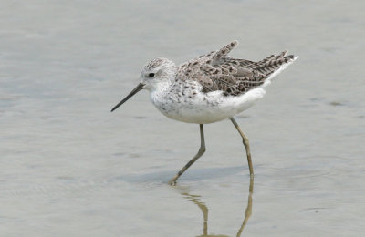 Marsh Sandpiper (Tringa stagnatilis)