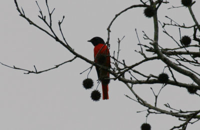 Scarlet Minivet (Pericrocotus speciosus) Hong Kong, Tai Po Kau Nature Reserve