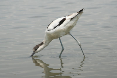 Pied Avocet (Recurvirostra avosetta)