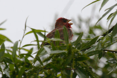 Common Rosefinch (Carpodacus erythrinus) Katwijk aan Zee - De Zanderij