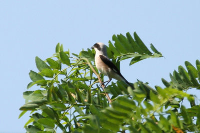 Lesser Grey Shrike (Lanius minor) Hungary- Kiskunsag N.P.