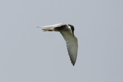 Whiskered Tern (Chlidonias hybrida)