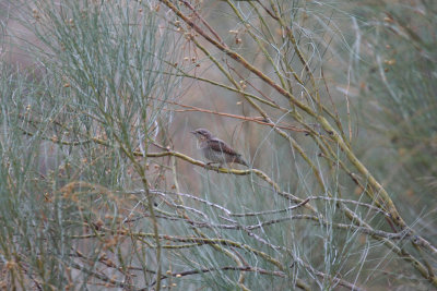 Eurasian Wryneck (Jynx torquilla) Spain - Estepa de Lleida 